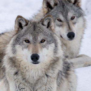 Two wolves lay in the snow and look at the camera