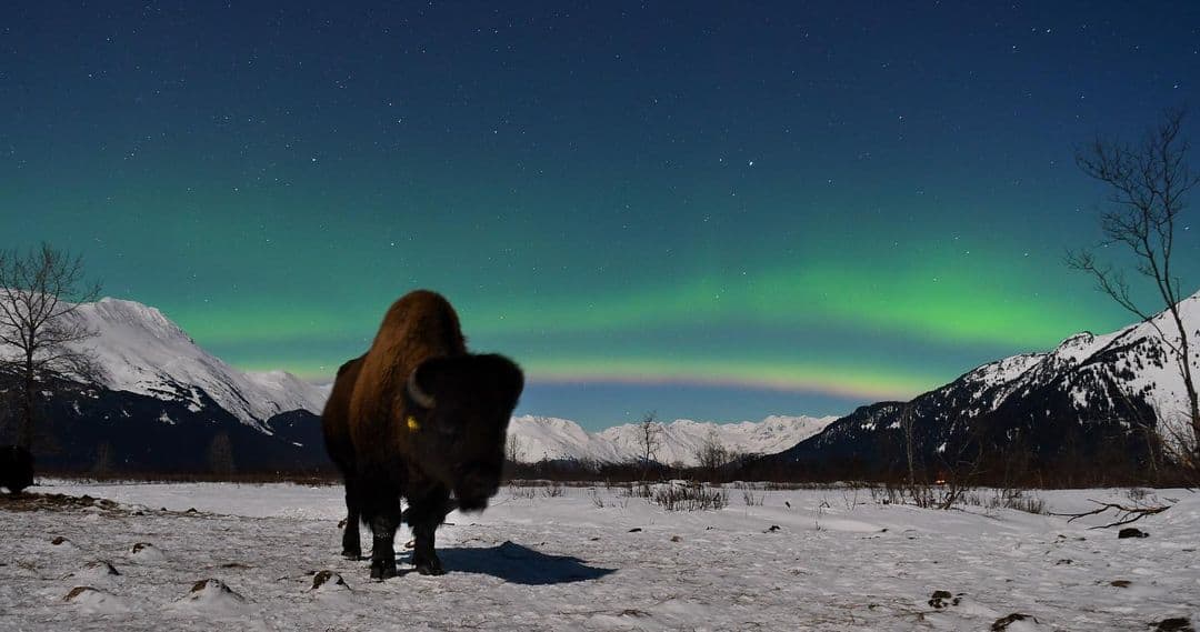 A bison stands in a snowy field with the northern lights and mountains in the background