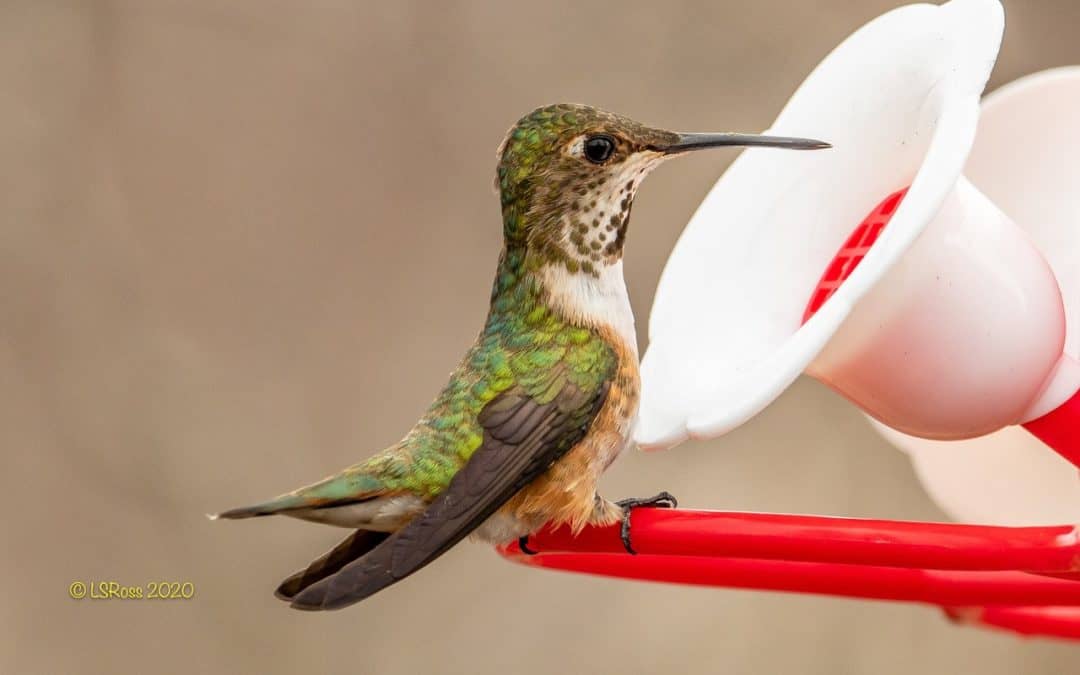 A hummingbird sips from a bird feeder