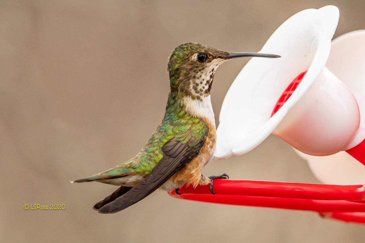 Summer Hummers hummingbirds Event at AWCC! - Alaska Wildlife 