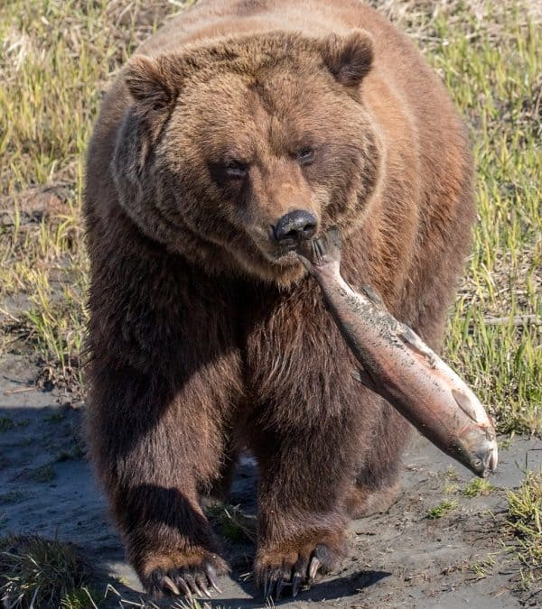 A brown bear carries a fish by its tail