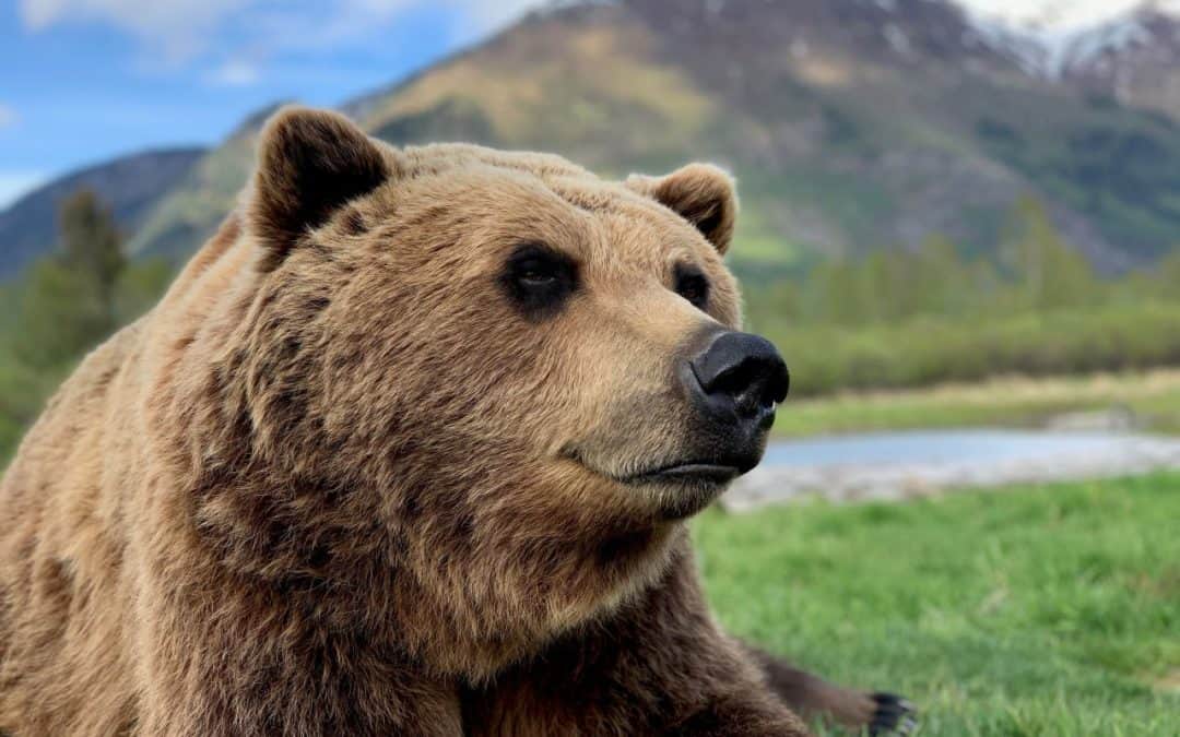AWCC’s resident bears are featured in the popular TRAVEL ALASKA BLOG – BEARS OF ALASKA!