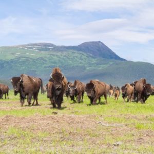 Herd of bison in a field