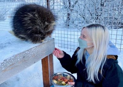 Heather feeds a porcupine some fruits and veggies