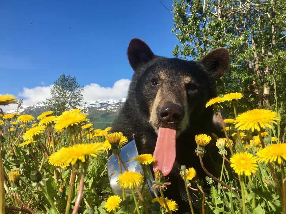 A bear licks a bowl with dandelions in the foreground