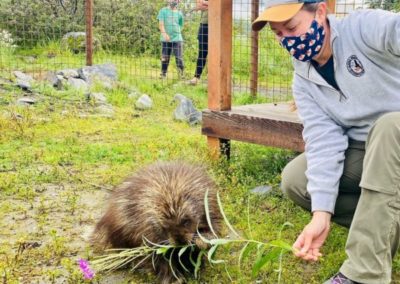 Staff member Lily feeds a plant to a porcupine
