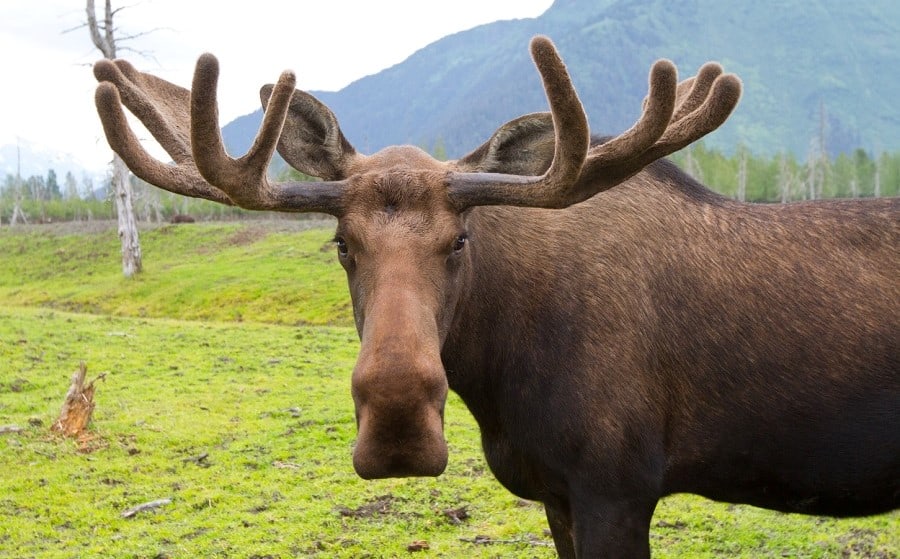 Bull moose looks at the camera and shows off his antlers