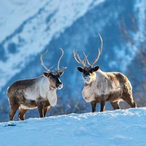 Two reindeer stand on a snowy ridgeline in the sun