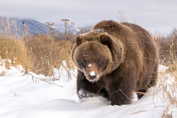 Province seeking feedback on grizzly bear stewardship framework