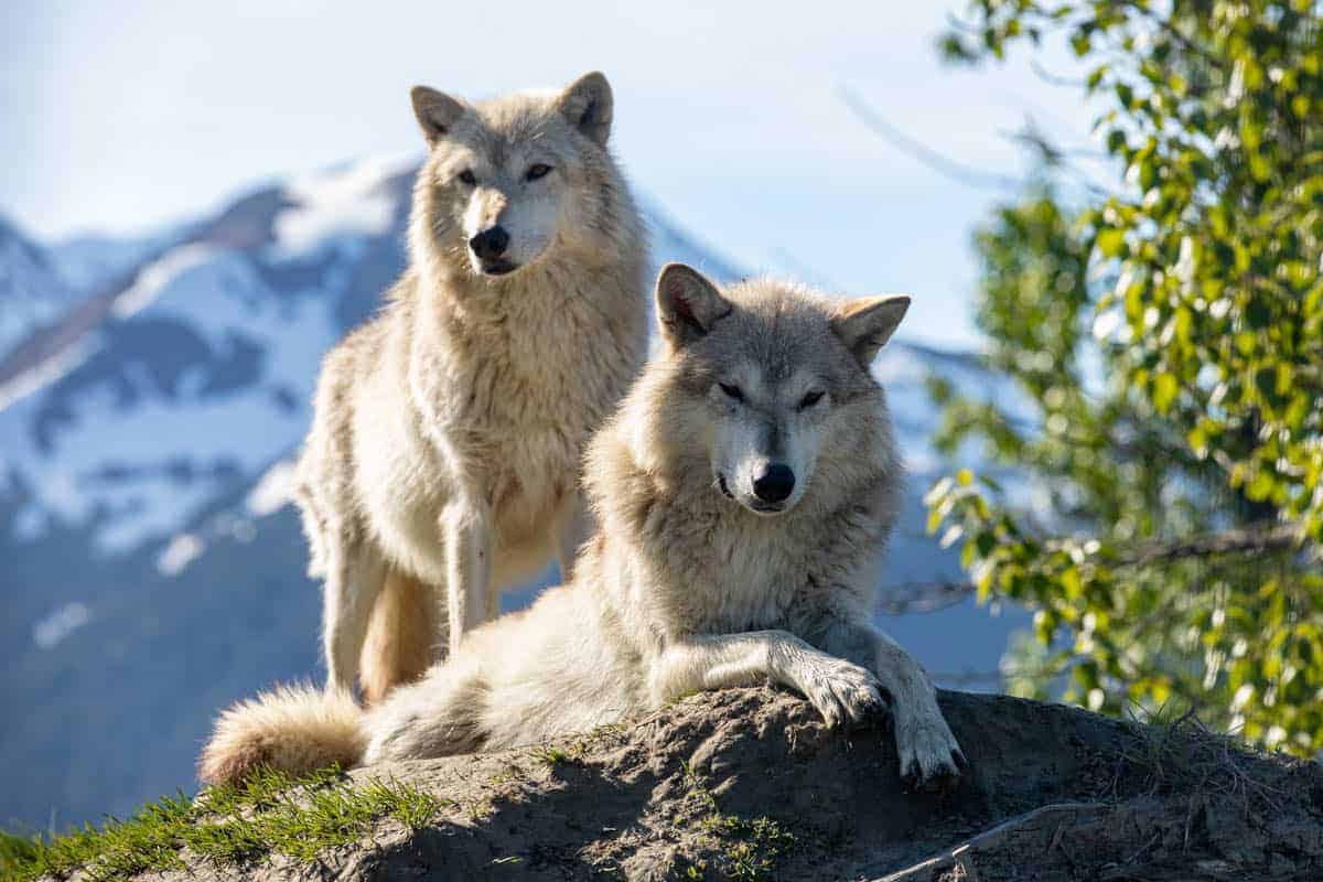 Wolves - Alaska Wildlife Conservation Center
