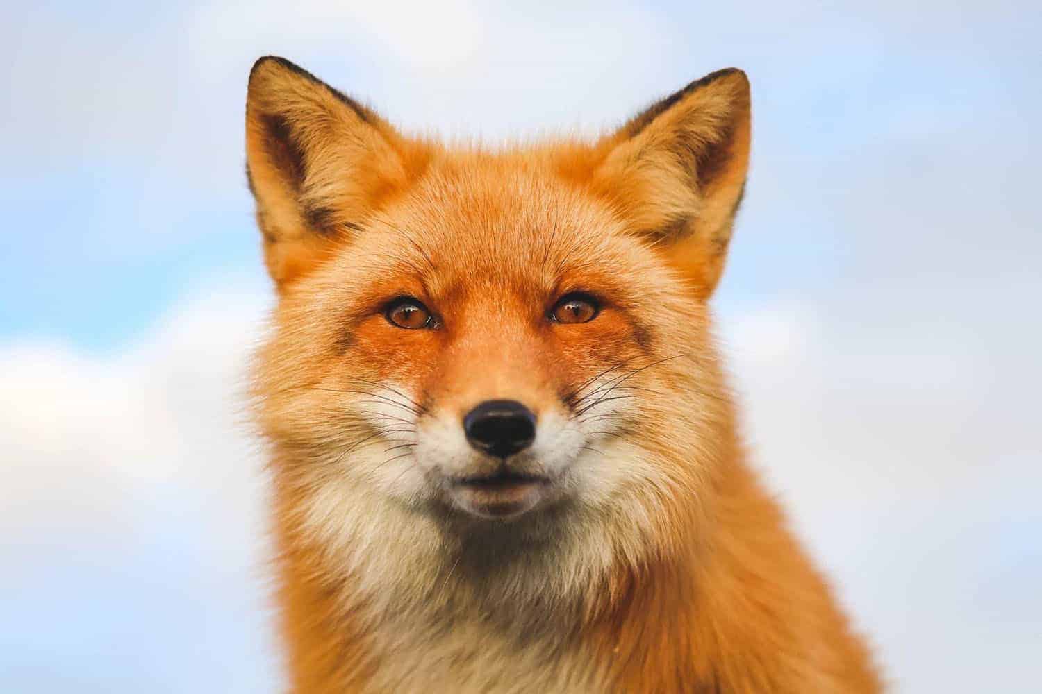 Foxes - Alaska Wildlife Conservation Center