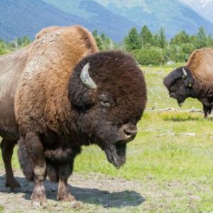 Two Wood Bison stand in a field