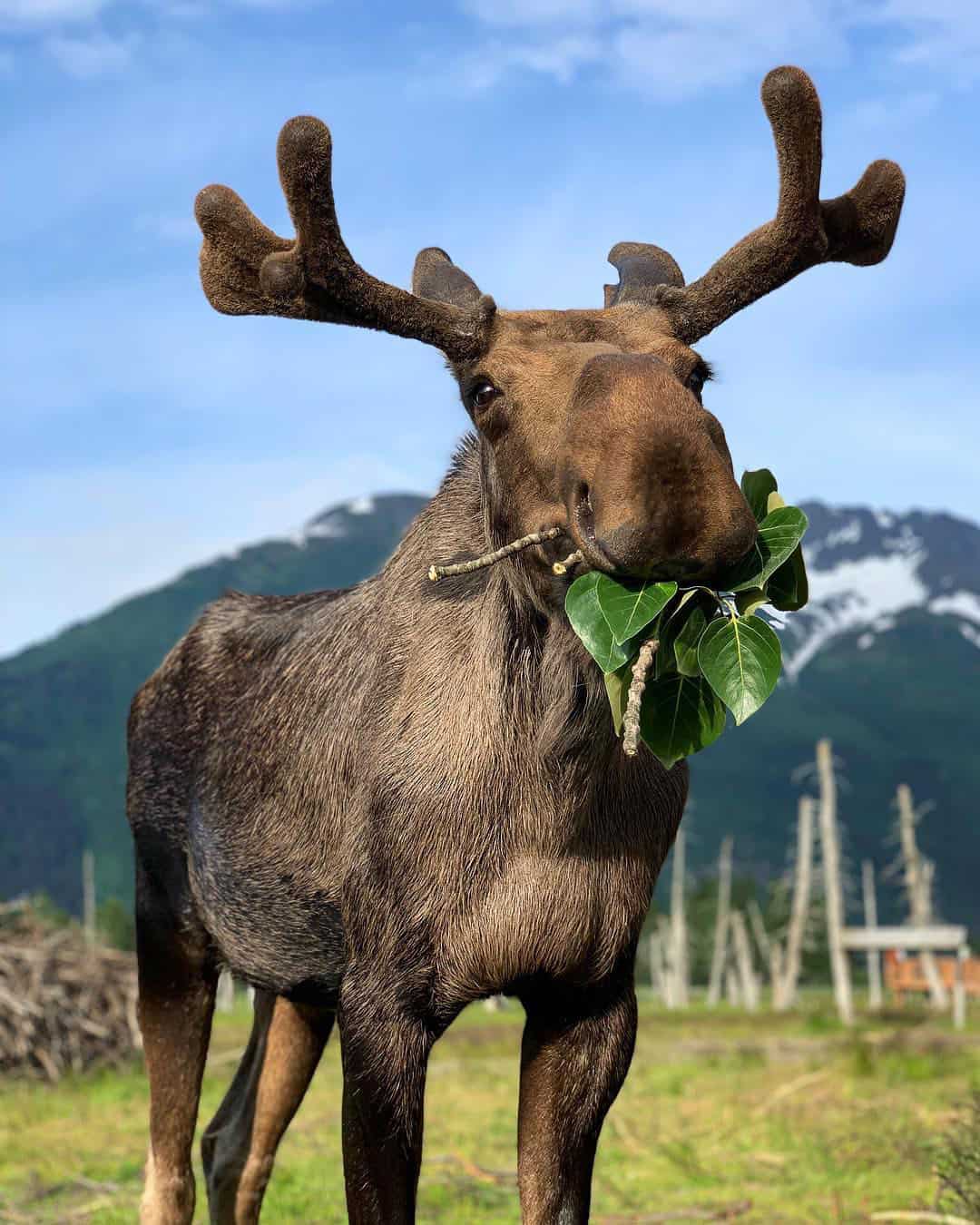 A photo of Arnold the moose chewing on some leaves