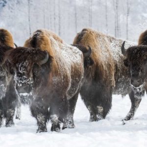 Several bison walk through the snow
