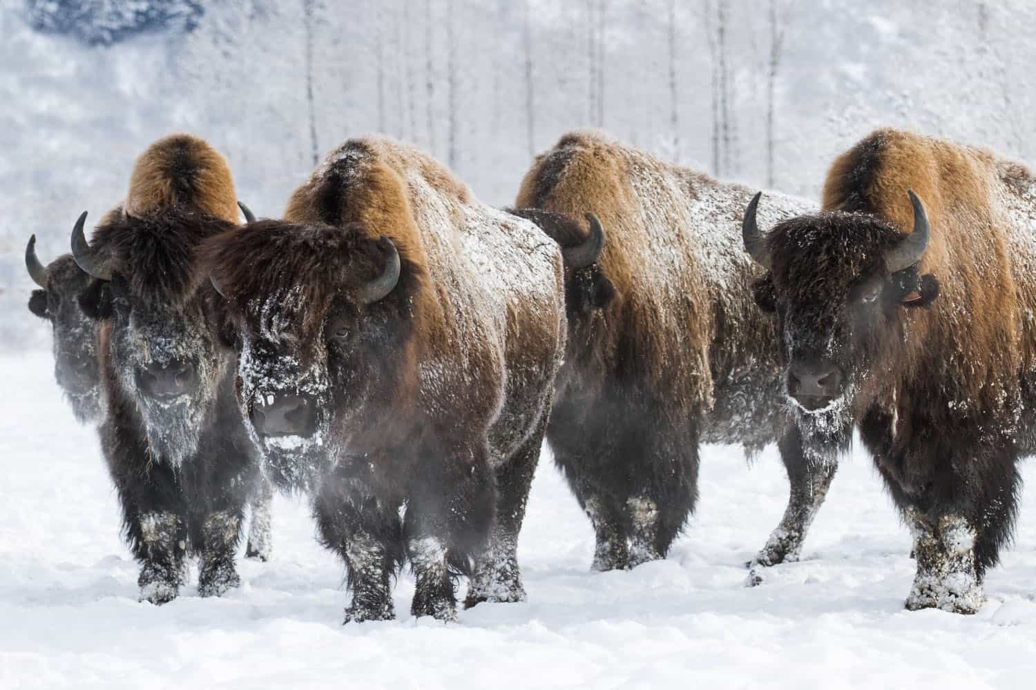 Several bison walk through the snow