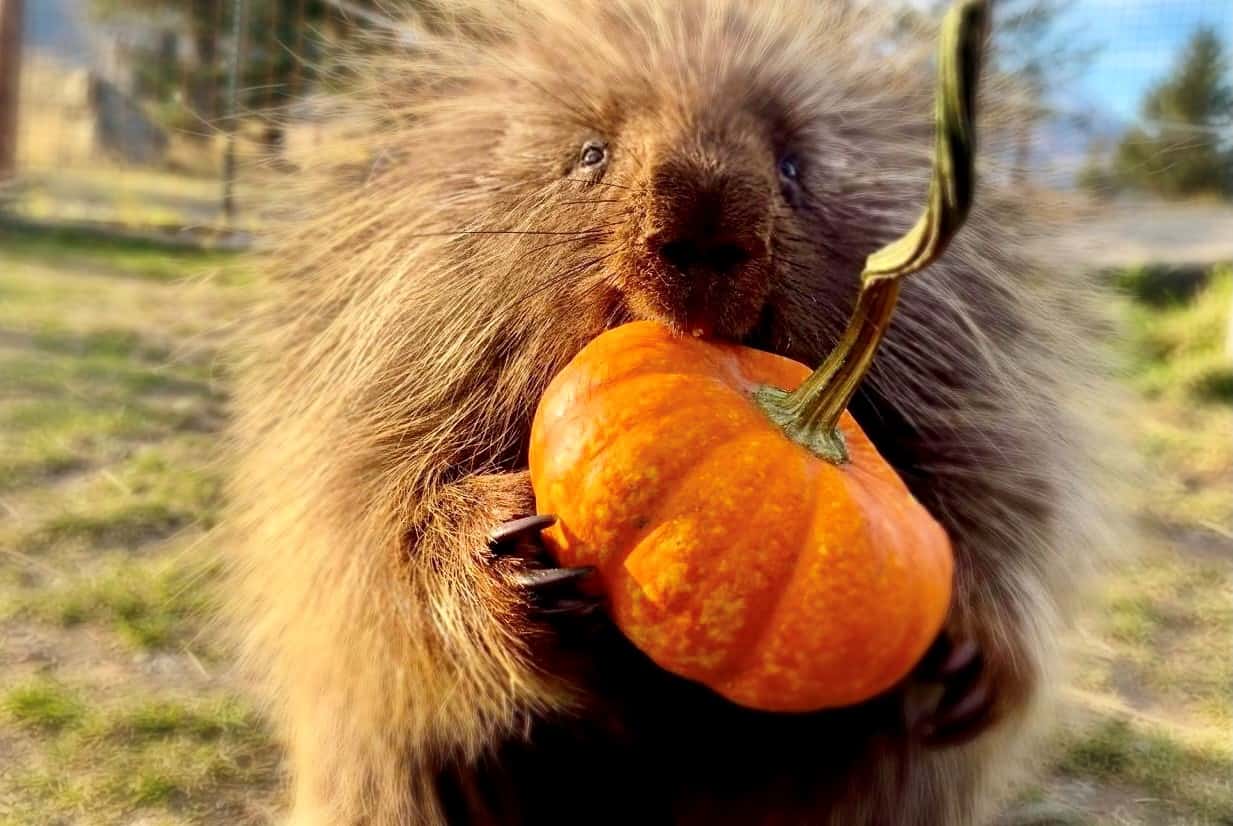 Twix the porcupine holds and eats a small pumpkin