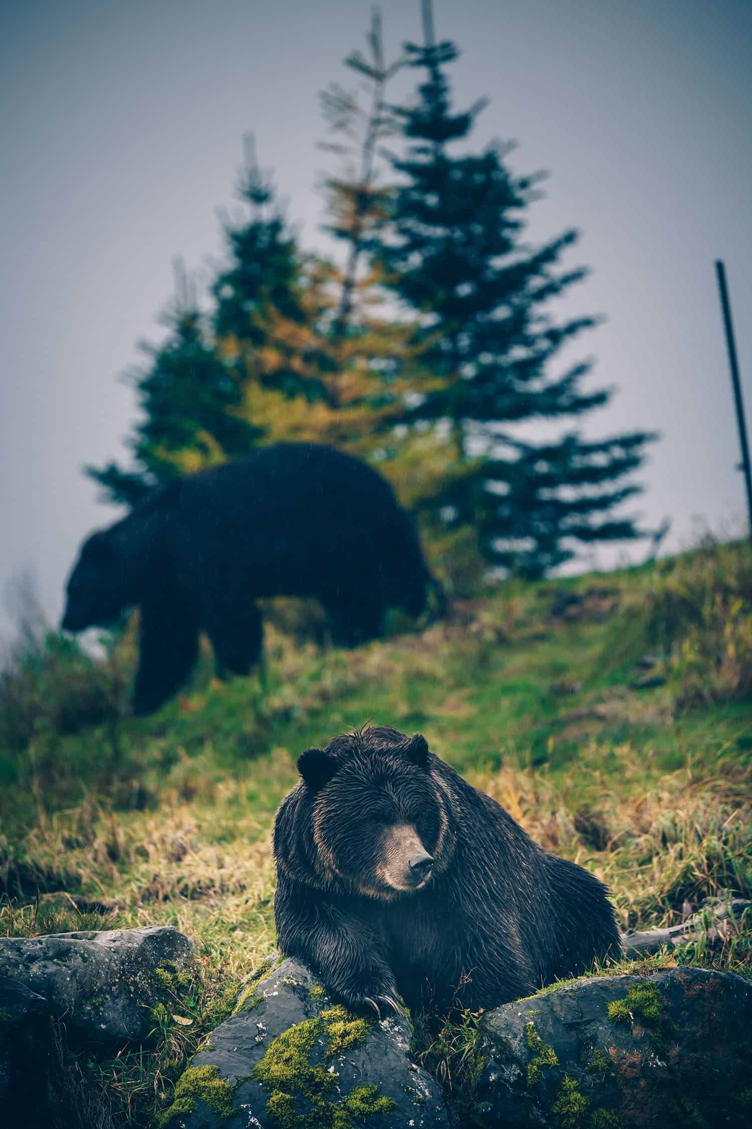 Two bears, one in the foreground sitting while the one in the background walks away