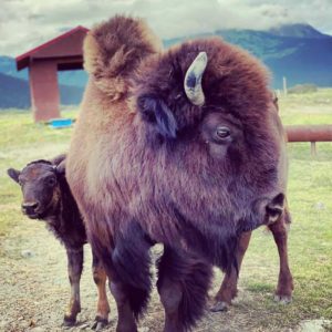 A photo of a mama bison and her calf