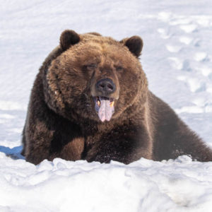 Patron brown bear in the snow