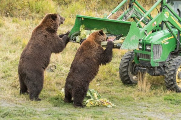 Two bears eating vegetables out of the front scoop of a green tractor