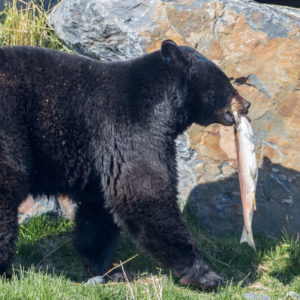 Black bear carrying a salmon