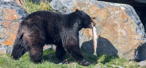 Black bear carrying a salmon