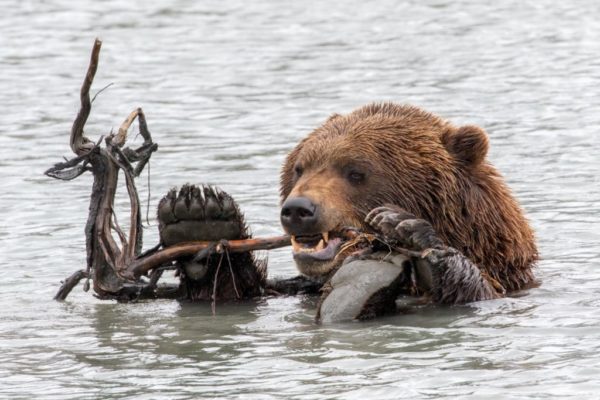 A bear in water chewing on a stick