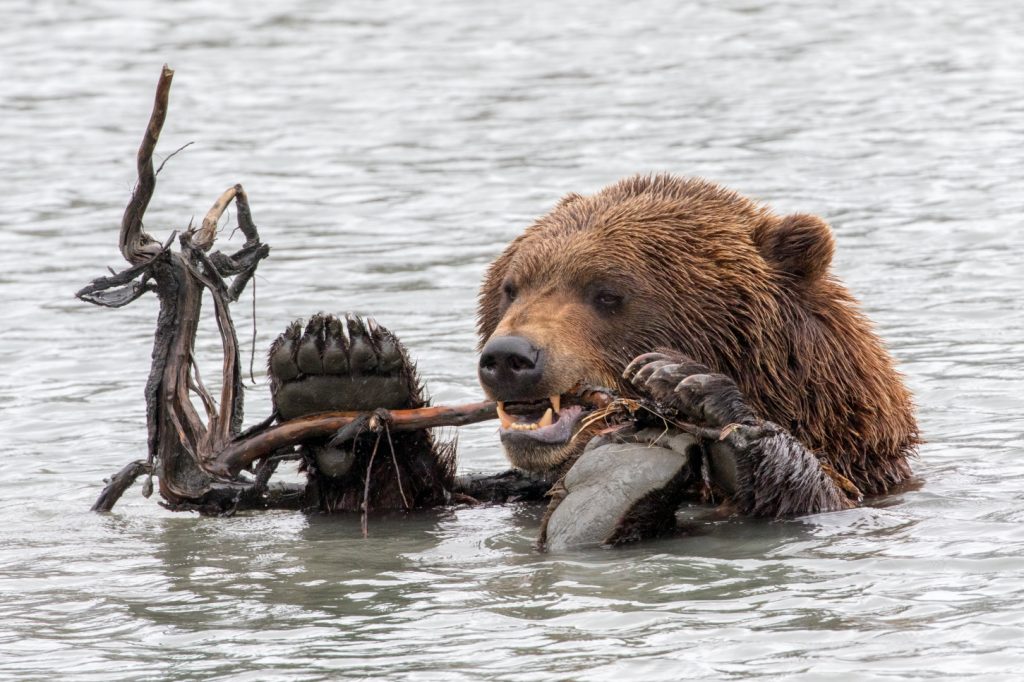 brown bear eating