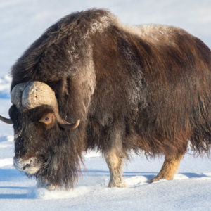 Muskox bull in the snow