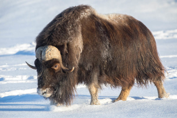 Muskox bull in the snow