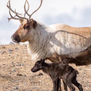Reindeer cow and calf