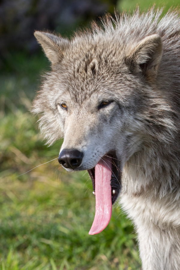 a yawning wolf
