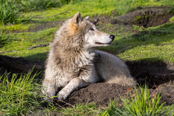 A white and tan wolf laying on the ground in bring green grass and moss