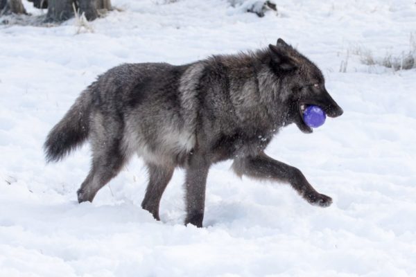 A dark colored wolf with a purple ball in their mouth