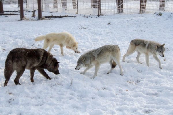 wolves walking in the snow