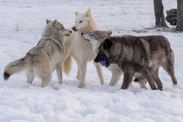 Four wolves playing in the snow with a purple ball