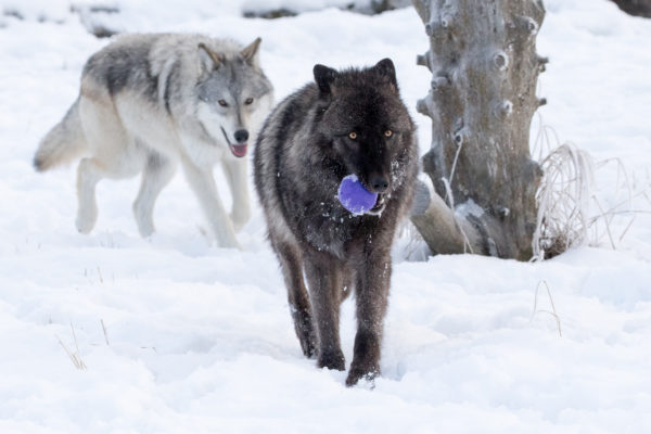 Two wolves walking in snow, the front with a ball in its mouth