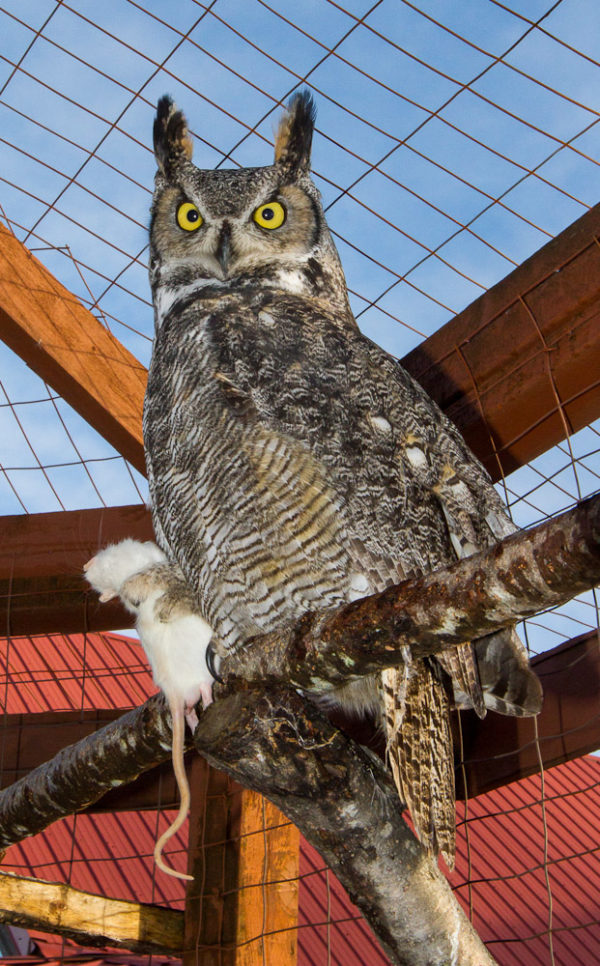 Owl on a perch