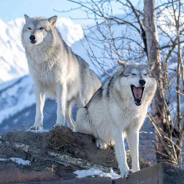 Two wolves on a rock with snowy mountains in the background