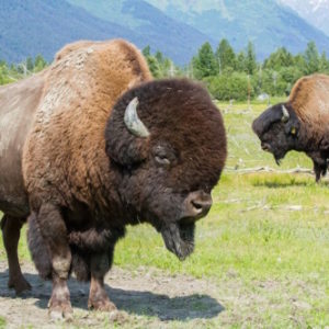 Two bison stand in a grassy field
