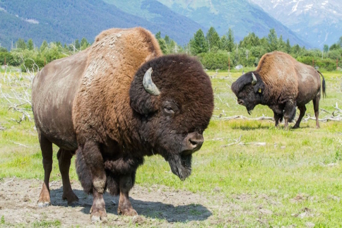 Two bison stand in a grassy field