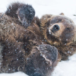 Hugo the bear in the snow
