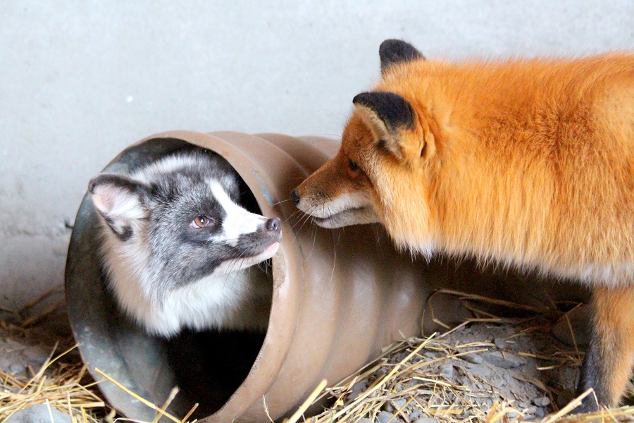 Adopt A Fox - Alaska Wildlife Conservation Center