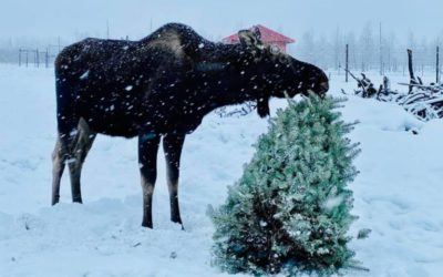 Christmas Tree Donations = Enrichment for the Animals