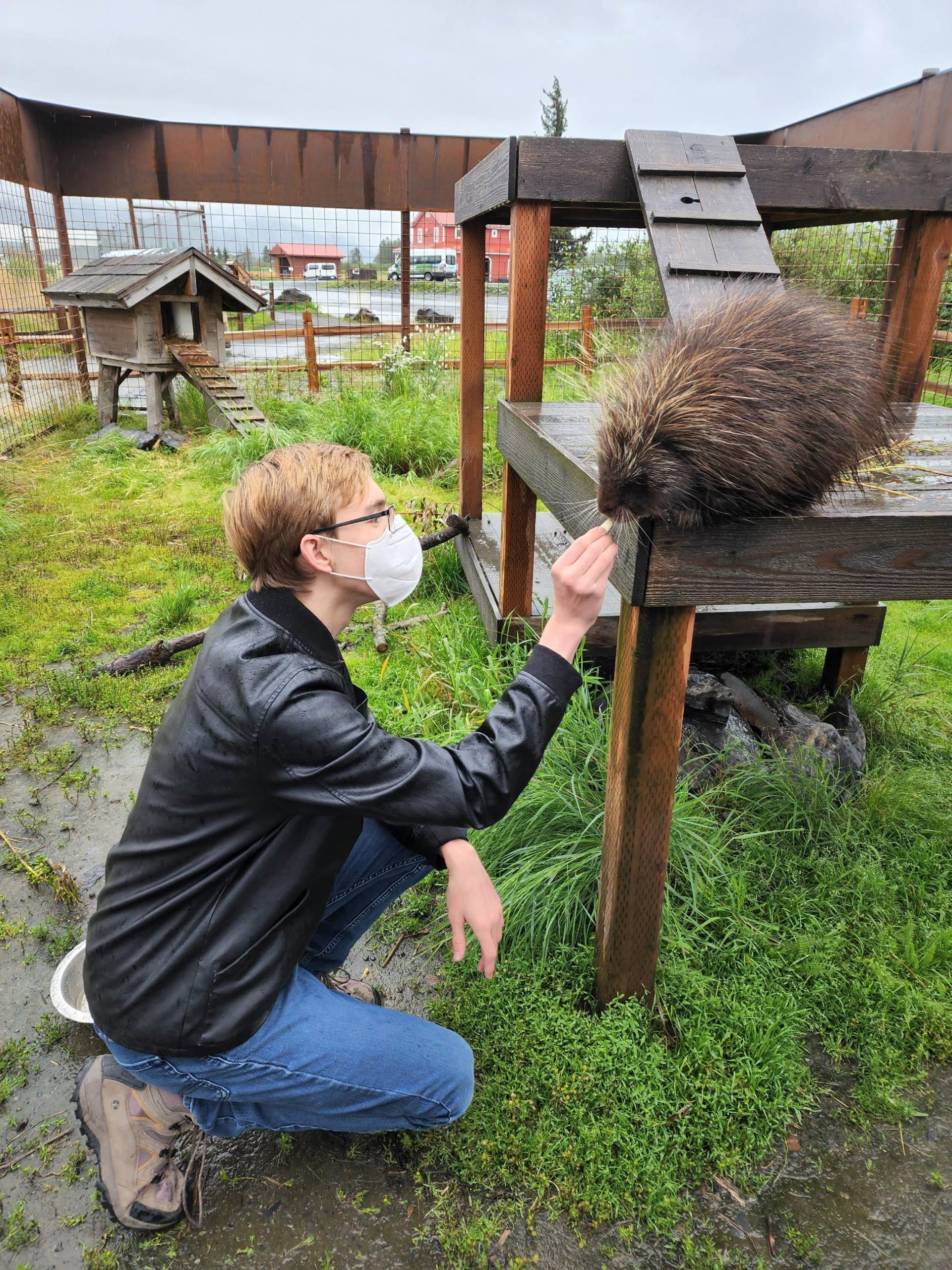 Person feeding a porcupine