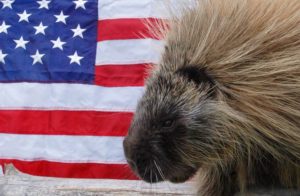 Porcupine with American Flag