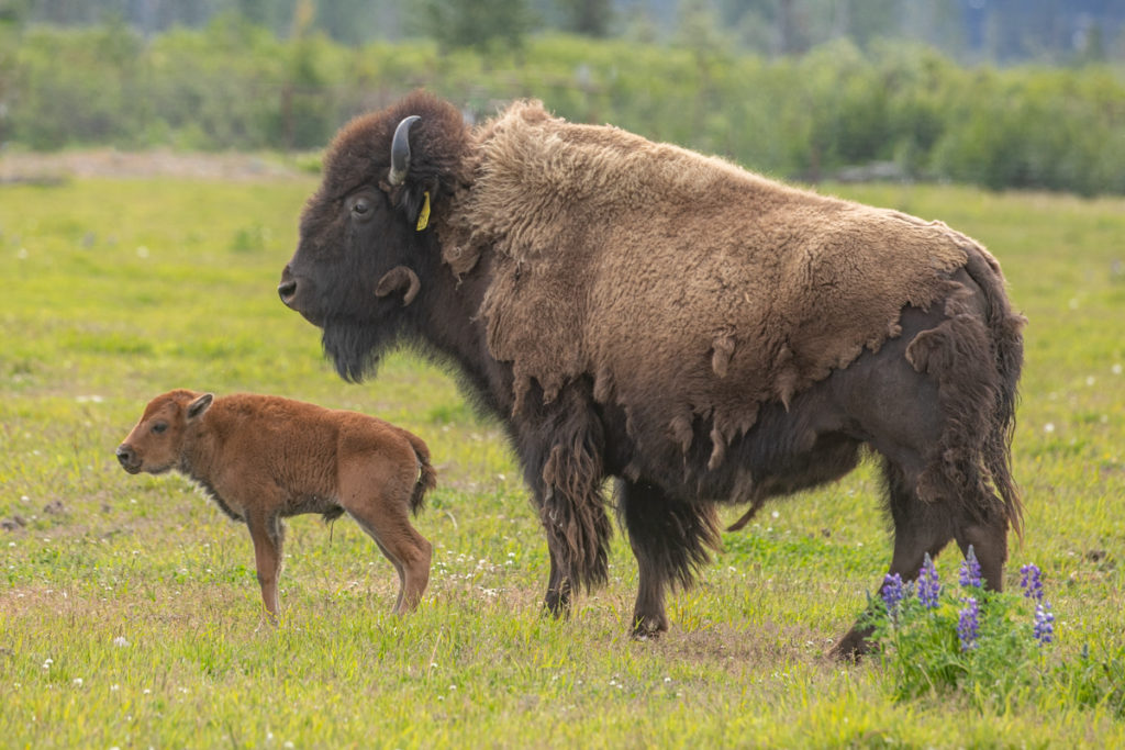 A mother wood bison stands with her calf in Portage, Alaska.