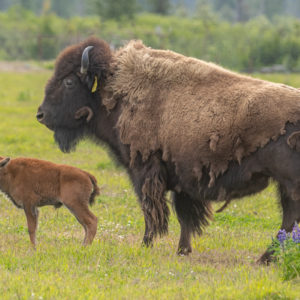 A mother wood bison stands with her calf in Portage, Alaska.
