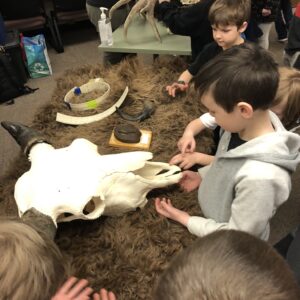 Students study animal facts while touching a wood bison pelt and skull.