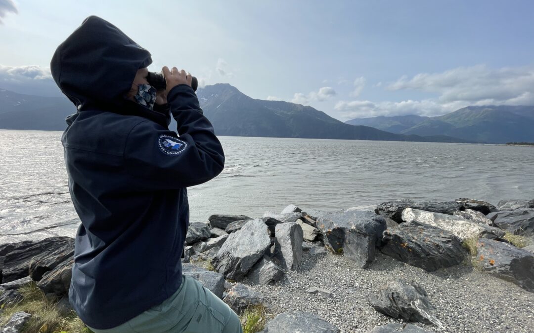 Lily monitors for Cook Inlet belugas at The Point.